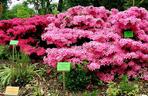 Arboretum Wojsławice - zdjęcia. Kiedy jechać?