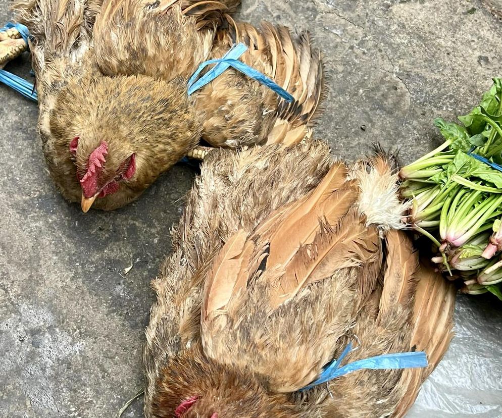 Kury chore na ptasią grypę