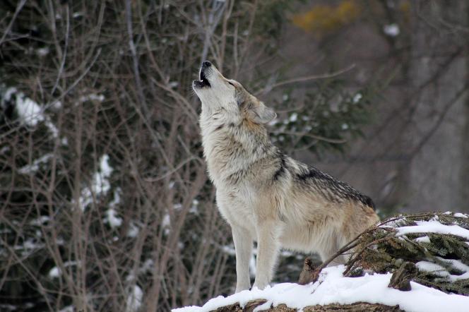 Straszny atak wilków w Tucznie! Zagryzły ofiarę i zaciągnęły ją do lasu!