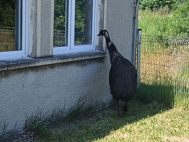 Prawdziwy emu na terenie szkoły pod Sulęcinem. Dzieci bały się wyjść na dwór [ZDJĘCIA].