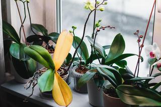 Dlaczego liście storczyka żółkną? Praktyczny poradnik dla miłośników orchidei