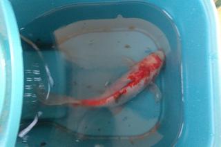 Rybka spadła z nieba