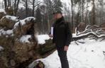 Wycinka buków w lasach murckowskich