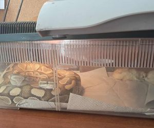 .Pyton królewski w kuchni łodzianki. Nietypowa interwencja Animal Patrolu