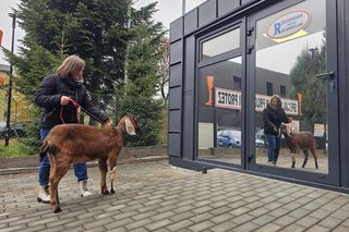 Nowa noga dla kozy Bazyli