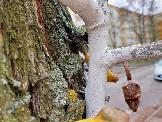 Na bydgoskich drzewach zawisły drewniane rzeźby ptaków i grajków. To pomysł mieszkańca