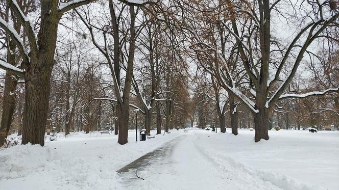 Zamojski Park pod śniegiem