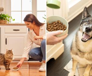 Czy wielkanocne pyszności są odpowiednie dla psa i kota? Na te aspekty warto zwrócić uwagę!