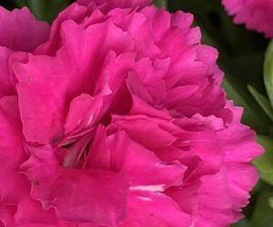 Goździk ogrodowy (Dianthus caryophyllus)