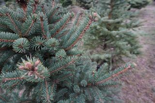 Punkt sprzedaży choinek przy ulicy Naramowickiej 