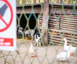 Kamery zwiększą bezpieczeństwo w mini zoo w Sosnowcu. Trwa instalacja 16 urządzeń