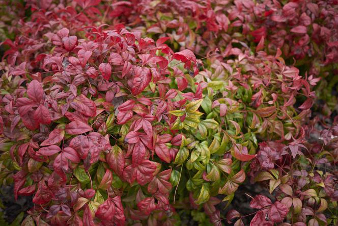 Nandina domowa