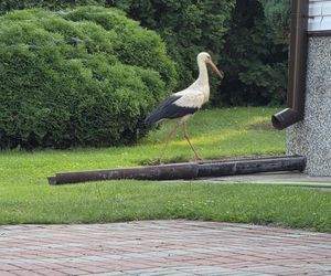 Kajtek bocian podwórkowy