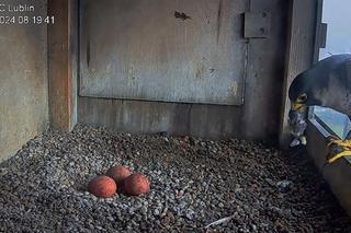 W gnieździe lubelskich sokołów są już trzy jajka!