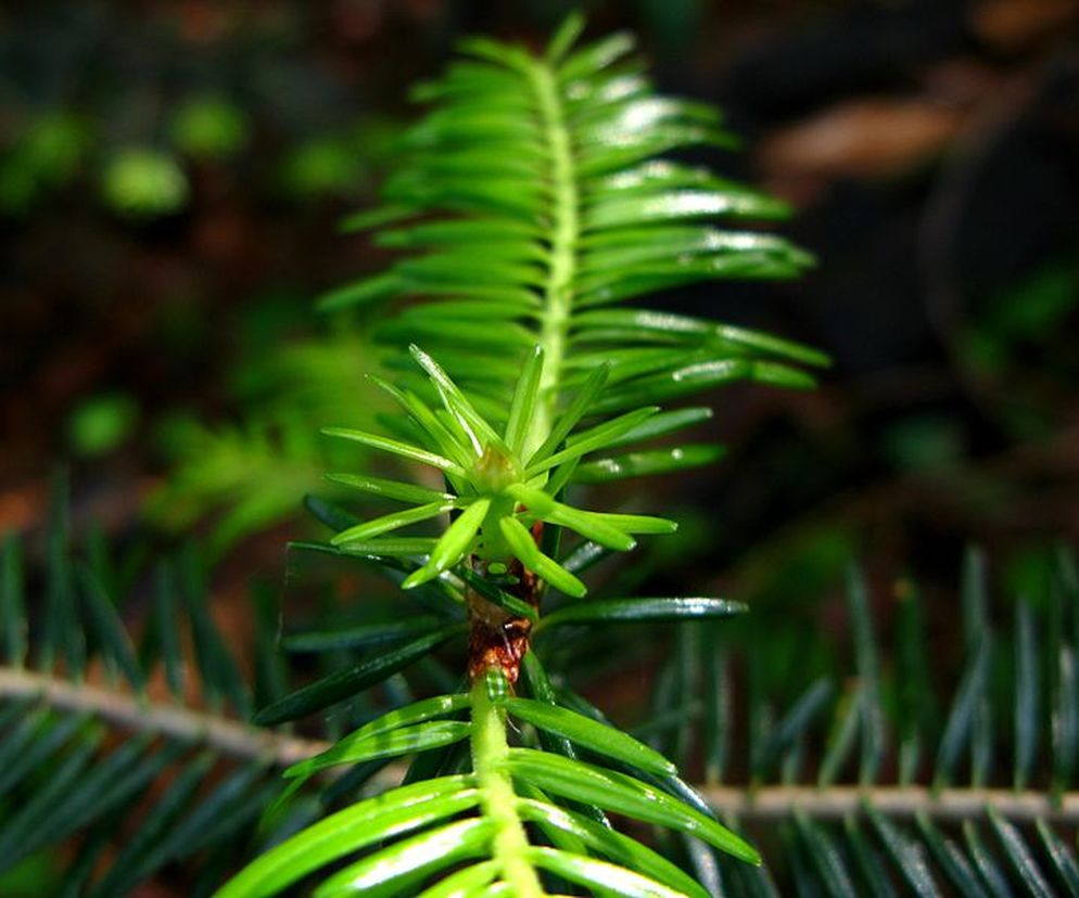 W celach leczniczych wykorzystuje się młode pędy i igły jodły.
