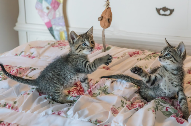 Kocięta - zdjęcie ilustracyjne