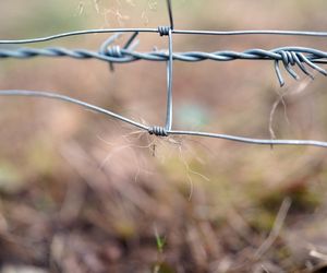 Podlaskie. Wataha wilków terroryzuje mieszkańców wioski. Zabijają zwierzęta, wchodzą na podwórko