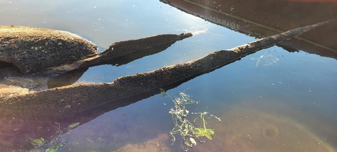 Stara łódź znaleziona na terenie Twierdzy Modlin 