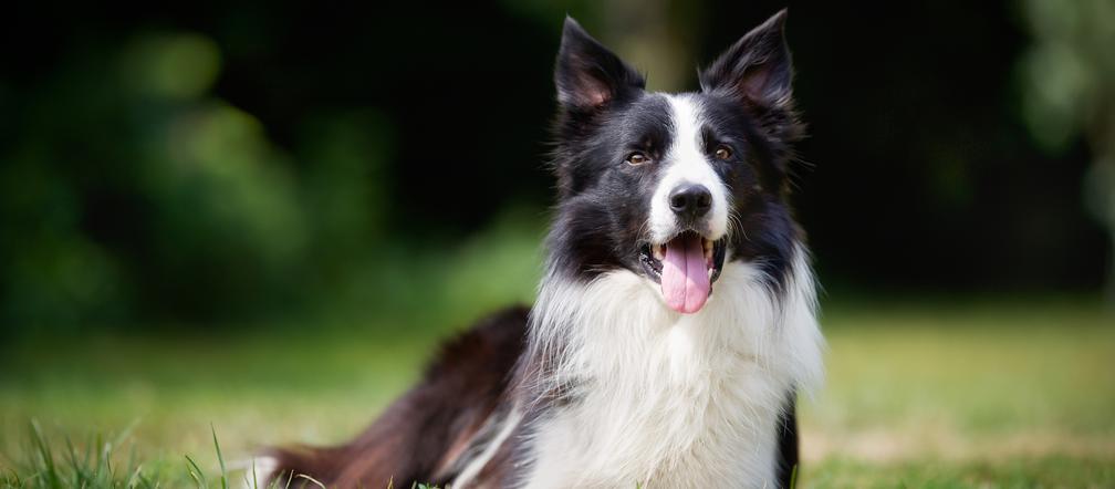 Border Collie 