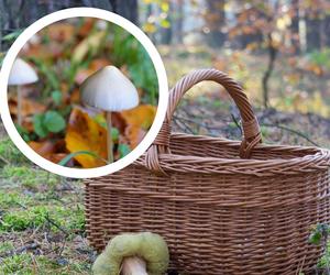 Te grzyby rosną w Polsce. Uważaj na czapkę wolności! Działają jak narkotyki