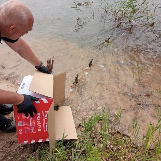 Papuga z Parszowa na gościnnych występach w Starachowicach i rodzinka kaczek spacerująca ul. Smugową