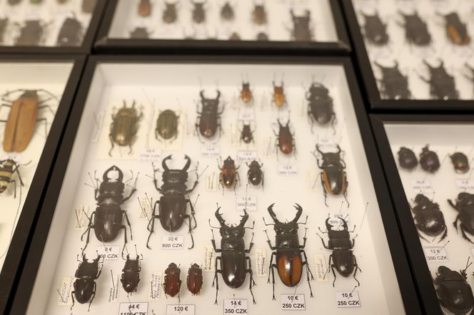 I Międzynarodowy Dzień Wymiany Owadów i Targi Entomologiczne w Bytomiu