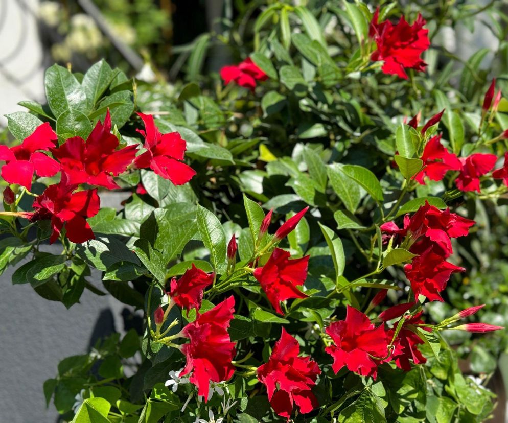 Mandevilla