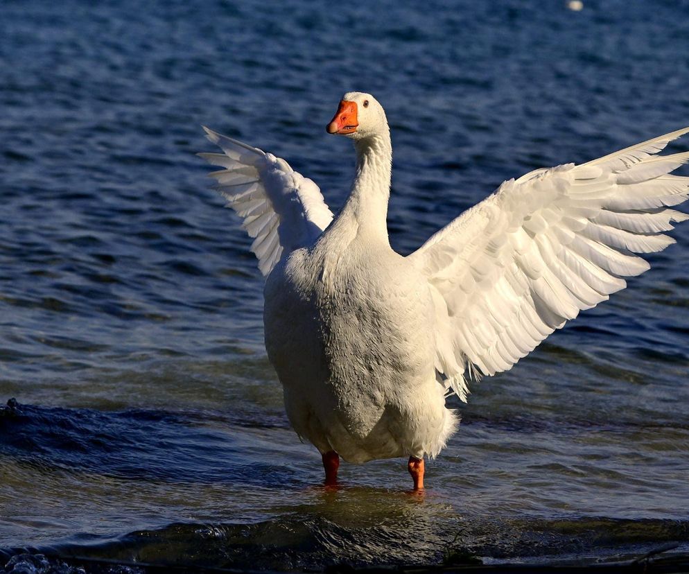 Nie żyje słynna gęś Pipa! Miała wielu fanów w Polsce