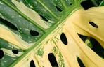 Monstera deliciosa 'Thai Constellation'