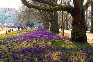 Kwitnące krokusy przyciągają tłumy. Za pamiątkowe zdjęcie w kwiatach grozi wysoki mandat