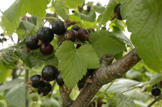 Porzeczka czarna 'Titania' - Ribes nigrum `Titania`
