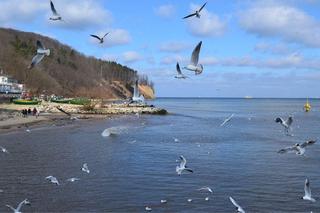 Już planują urodziny! Za dwa lata Gdynia będzie mieć sto lat!
