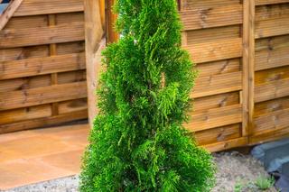 Thuja 'Brabant'  [Porada eksperta]