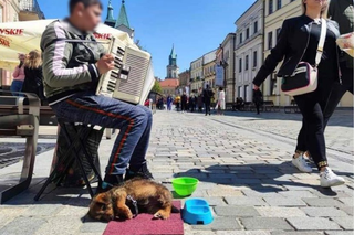 Odurzony piesek z deptaka doszedł do siebie. Sprawę chłopca wyjaśniają służby