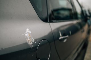 Ptasie odchody na karoserii mogą wywołać spore szkody. Oto, jak możesz je usunąć