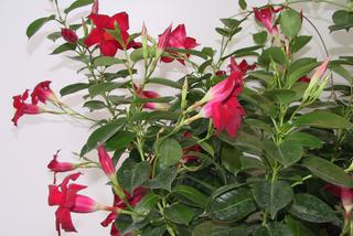 Pnącza na balkon - dipladenia (mandewila). Jak pielęgnować kwiat dipladenia?