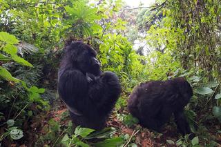 Niezwykła atrakcja wrocławskiego zoo! Spotkanie twarzą w twarz z gorylami górskimi 