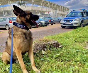 Te psy to superbohaterowie. Pełnią służbę w Policji Śląskiej i są elitą w całej Polsce 