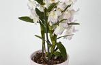 Dendrobium typu nobile
