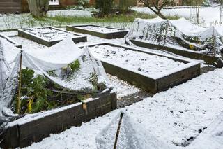 Zimowy zbiór warzyw z ogrodu - te warzywa możesz zbierać nawet spod śniegu!