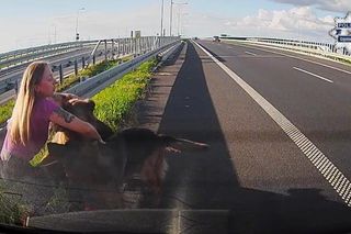 Policjantka z Częstochowy uratowała psy na S5