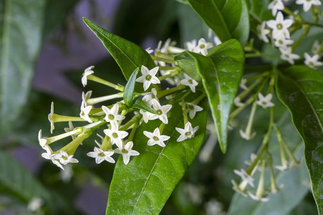 Cestrum nocturnum (nocna dama)