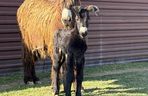 Nowy mieszkaniec zoo w Wojciechowie. To osiołek poitou