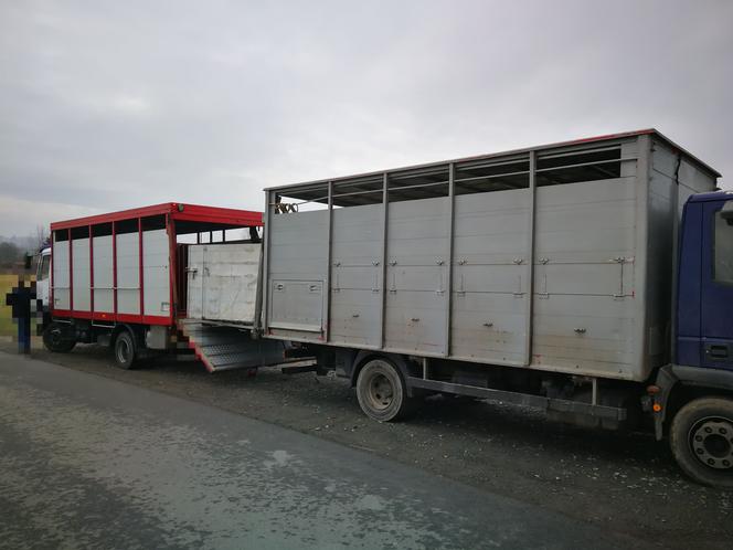 Kontrola ciężarówki przewożącej kozy