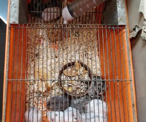 Dramatyczna interwencja w sklepie zoologicznym na Śląsku. Zwierzęta przetrzymywane w skandalicznych warunkach