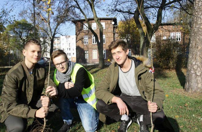 Sto drzew na 100. rocznicę odzyskania niepodległości w Toruniu