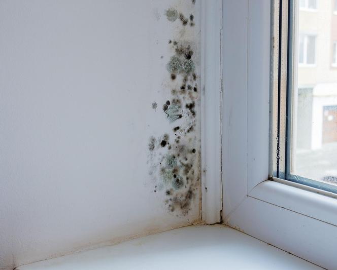Jak usunąć pleśń ze ściany przy oknie?