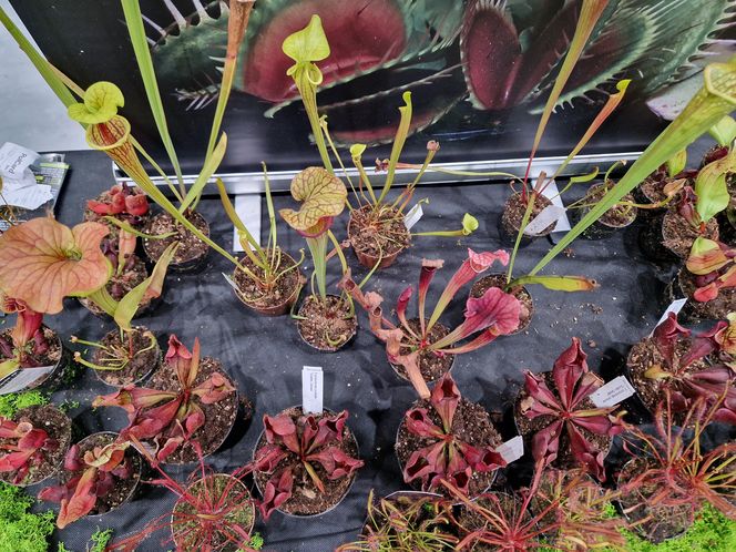 Egzotyczny świat zawitał do Bydgoszczy! ZooEgzotyka 2025 i Targi Akwarystyki przyciągnęły tłumy