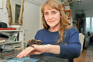 Batmama nie śpi w nocy, bo karmi niepoterze