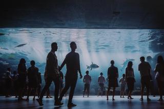 Czy tak będzie wyglądało nowe oceanarium w Kołobrzegu?